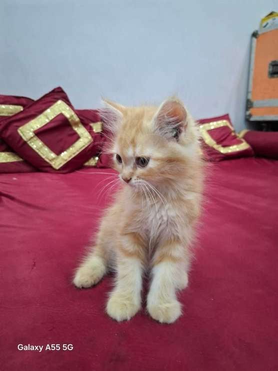 Persian For Sale In Kanpur