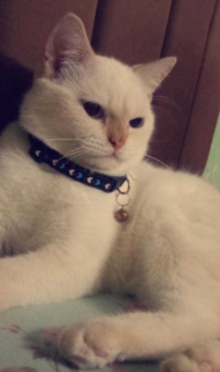 Siamese For Sale In Lucknow