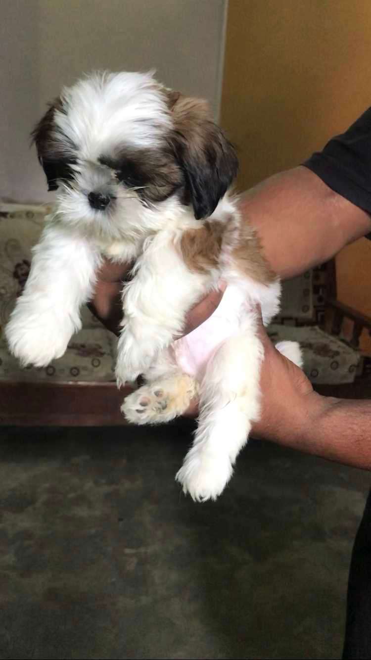 Shih Tzu For Sale In Hapur