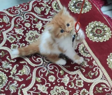 Persian For Sale In Ballia