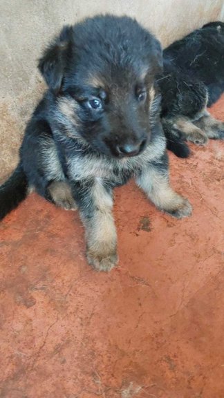 German Shepherd For Sale In Belgaum