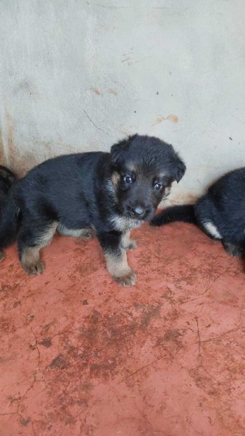 German Shepherd For Sale In Hubli Dharwad