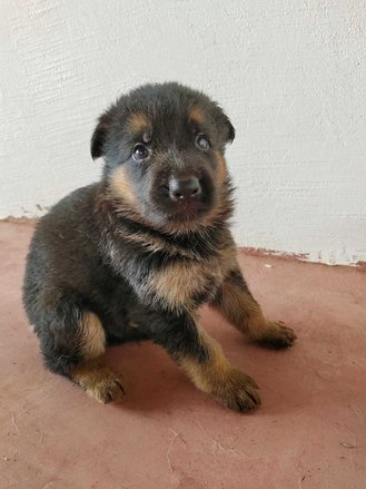 German Shepherd For Sale In Hubli Dharwad
