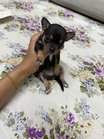 Chihuahua For Sale In Bhubaneswar