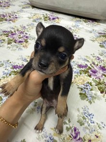 Chihuahua For Sale In Bhubaneswar