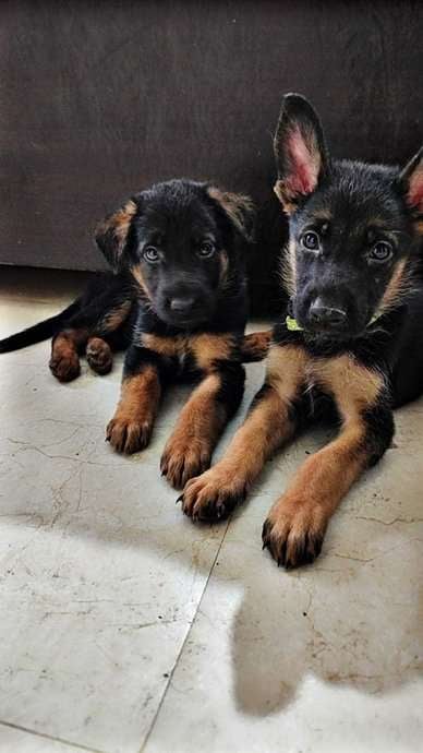 Golden Shepherd For Sale In Delhi