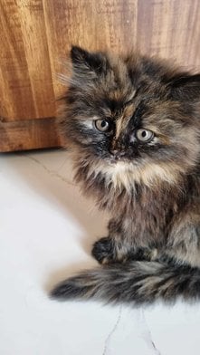 Persian For Sale In Jaipur