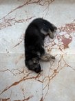 German Shepherd For Sale In Ghaziabad