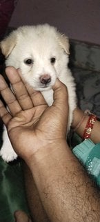 Pomeranian For Sale In Thane