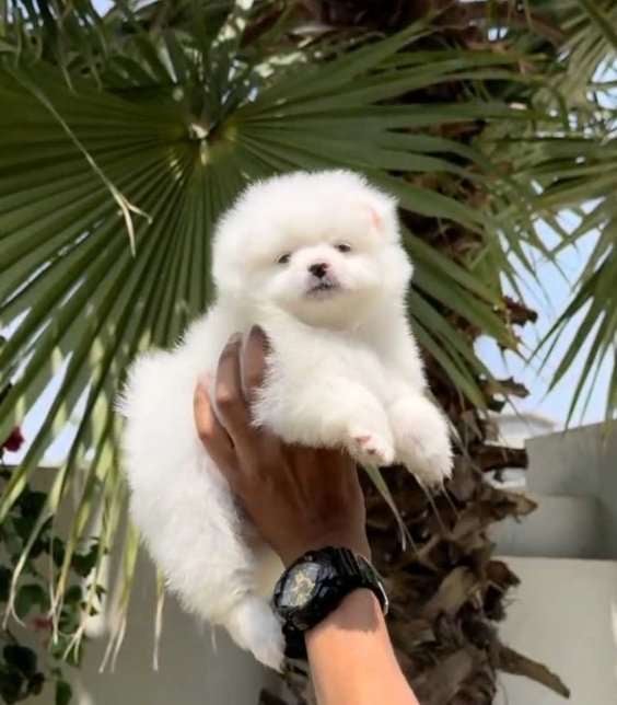 Pomeranian For Sale In Sangrur