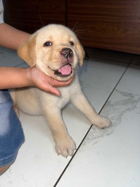 Labrador Retriever For Sale In Patiala
