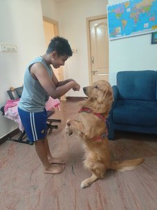 Golden Retriever For Adoption In Bangalore