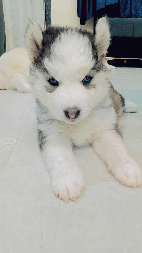 Siberian Husky For Sale In Jabalpur