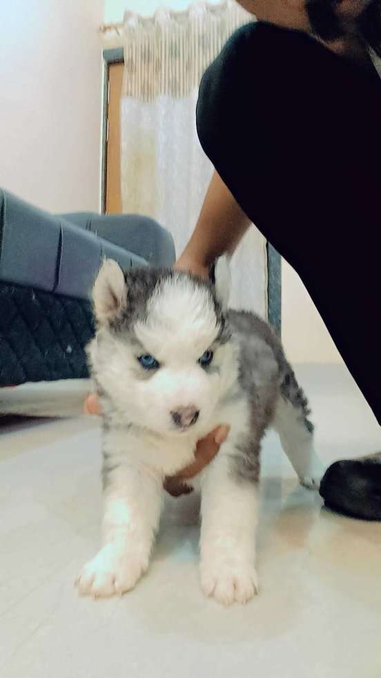 Siberian Husky For Sale In Jabalpur