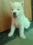 Siberian Husky For Sale In Sagar MP