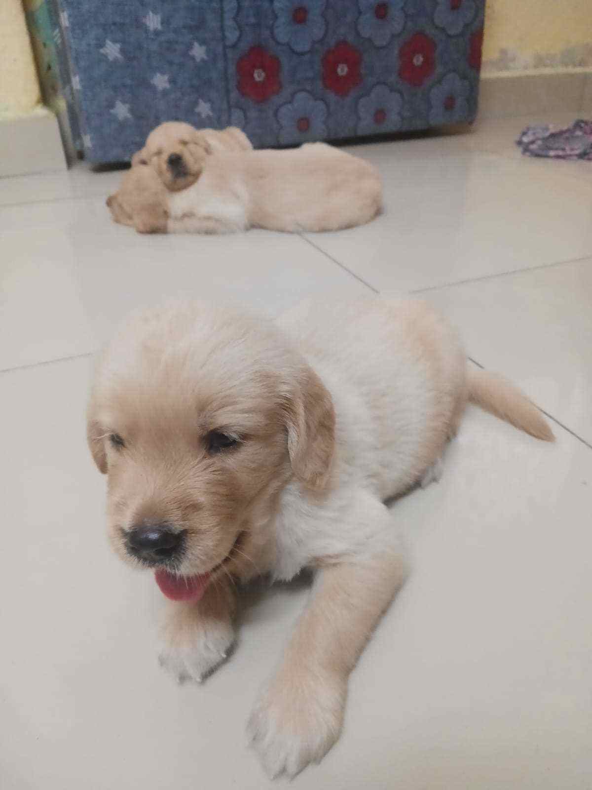 Golden Retriever For Sale In Vijayawada
