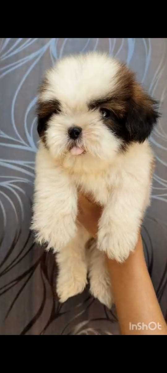 Shih Tzu For Sale In Jabalpur