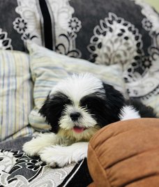 Shih Tzu For Sale In Vijayawada