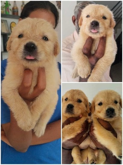 Golden Retriever For Sale In Thrissur