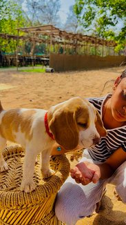 Beagle For Sale In Warangal