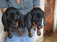 Dachshund For Sale In Kochi
