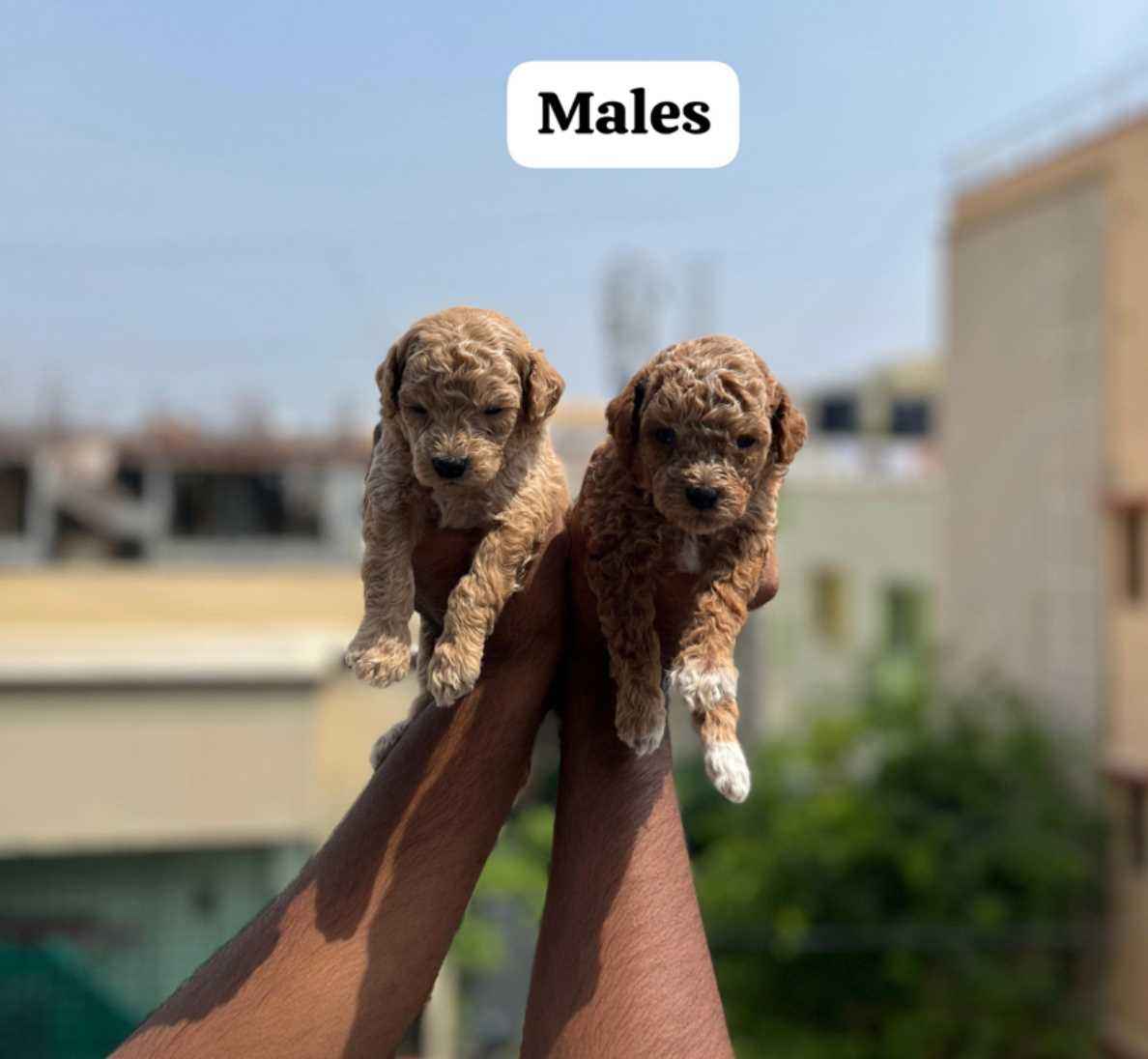 Toy Poodle For Sale In Hyderabad