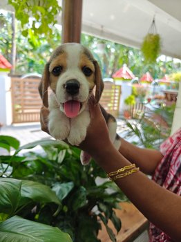 Beagle For Sale In Thrissur