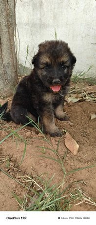 German Shepherd For Sale In Jaipur