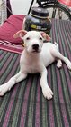 Dogo Argentino For Sale In Saharanpur