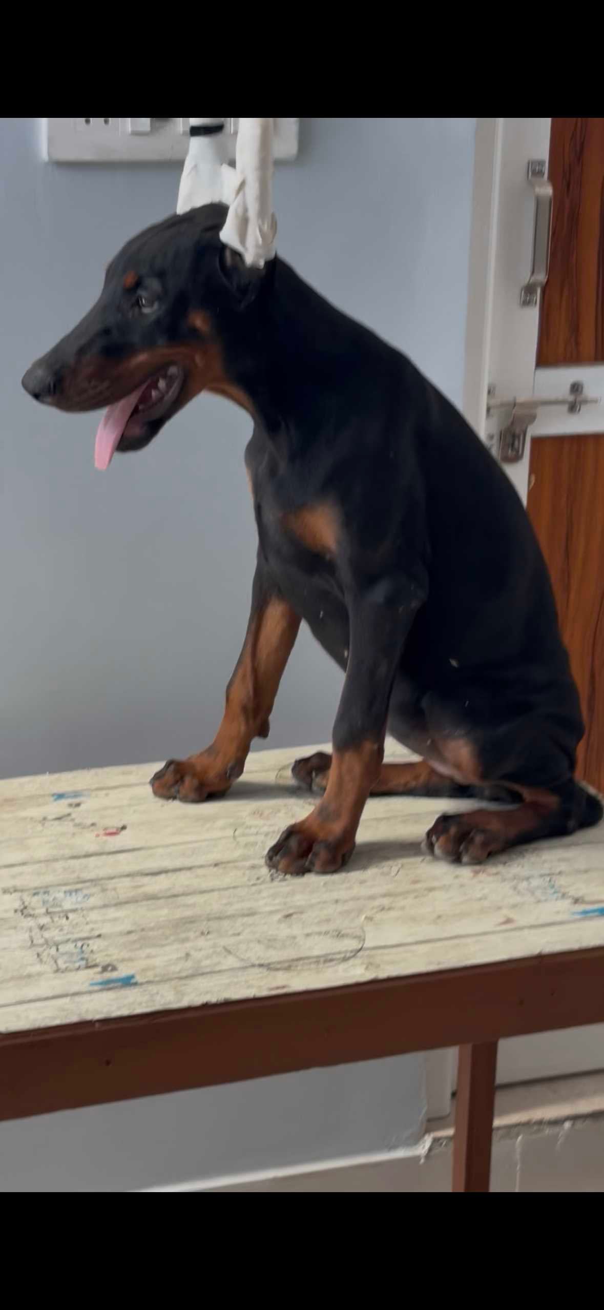 Doberman Pinscher For Sale In Jodhpur