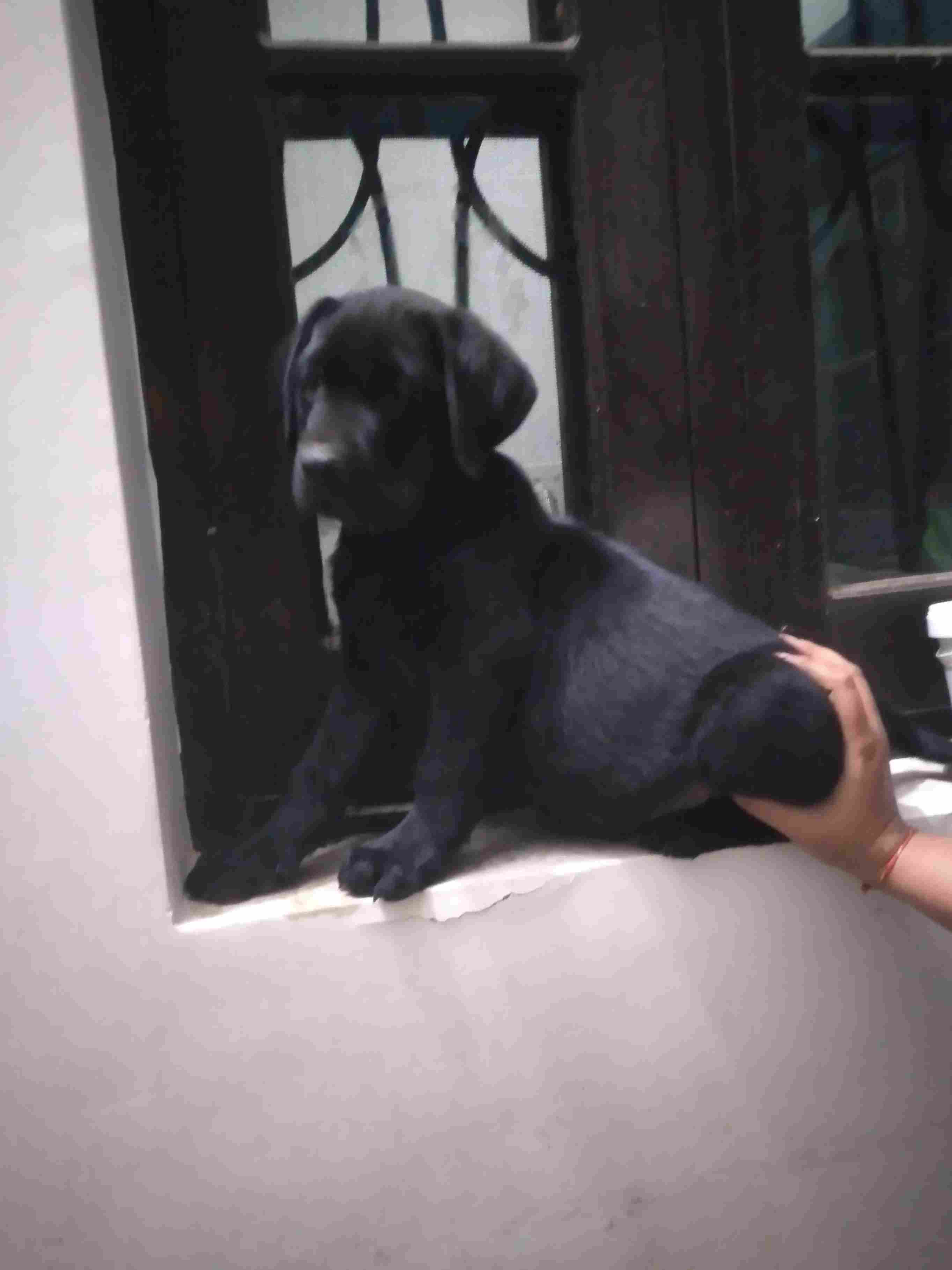 Labrador Retriever For Sale In Patiala