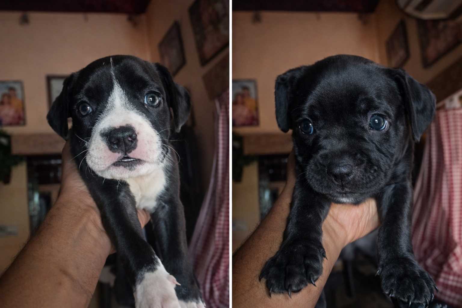 American Pit Bull Terrier For Sale In Hyderabad