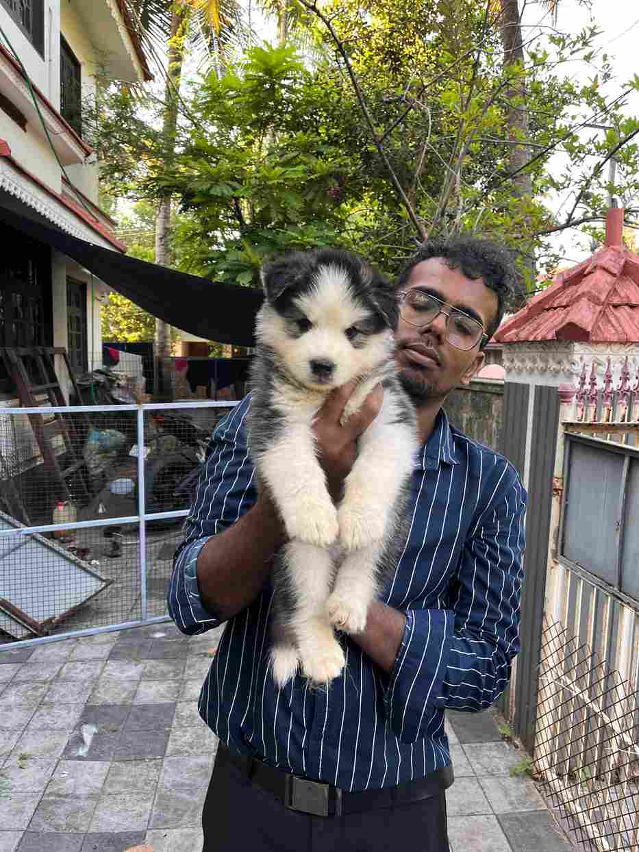 Siberian Husky For Sale In Kozhikode