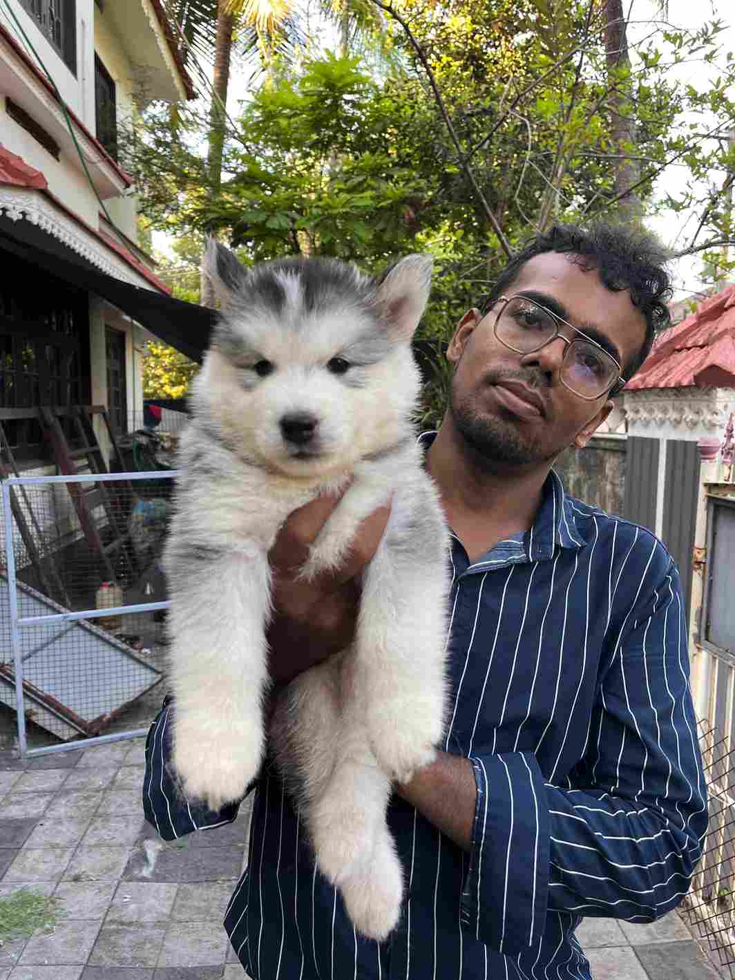 Siberian Husky For Sale In Kozhikode