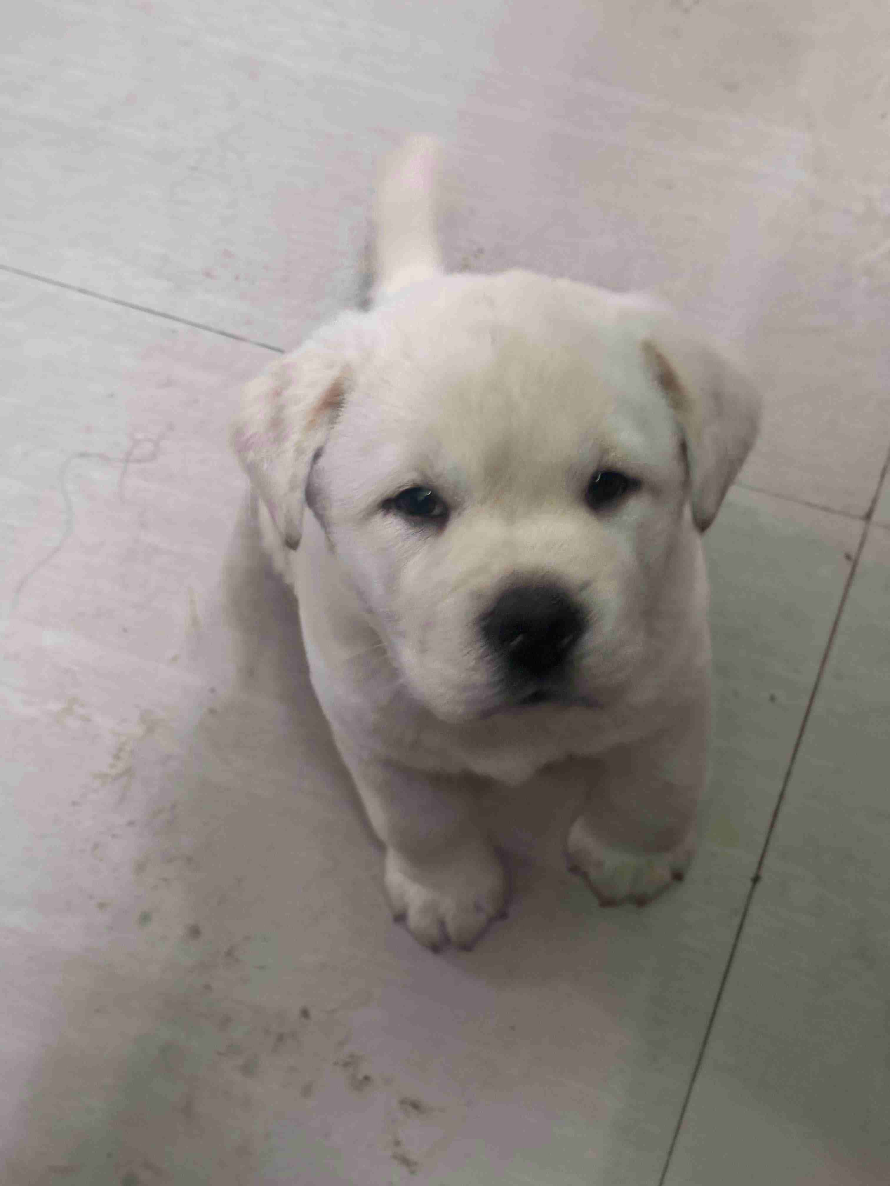 Labrador Retriever For Sale In Panchkula
