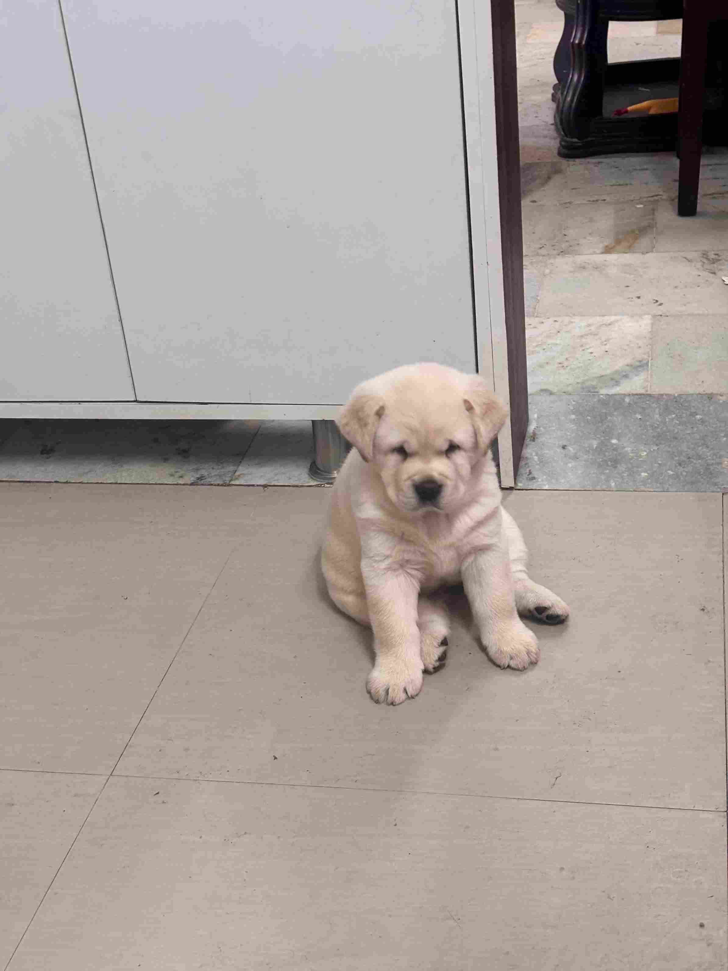 Labrador Retriever For Sale In Panchkula