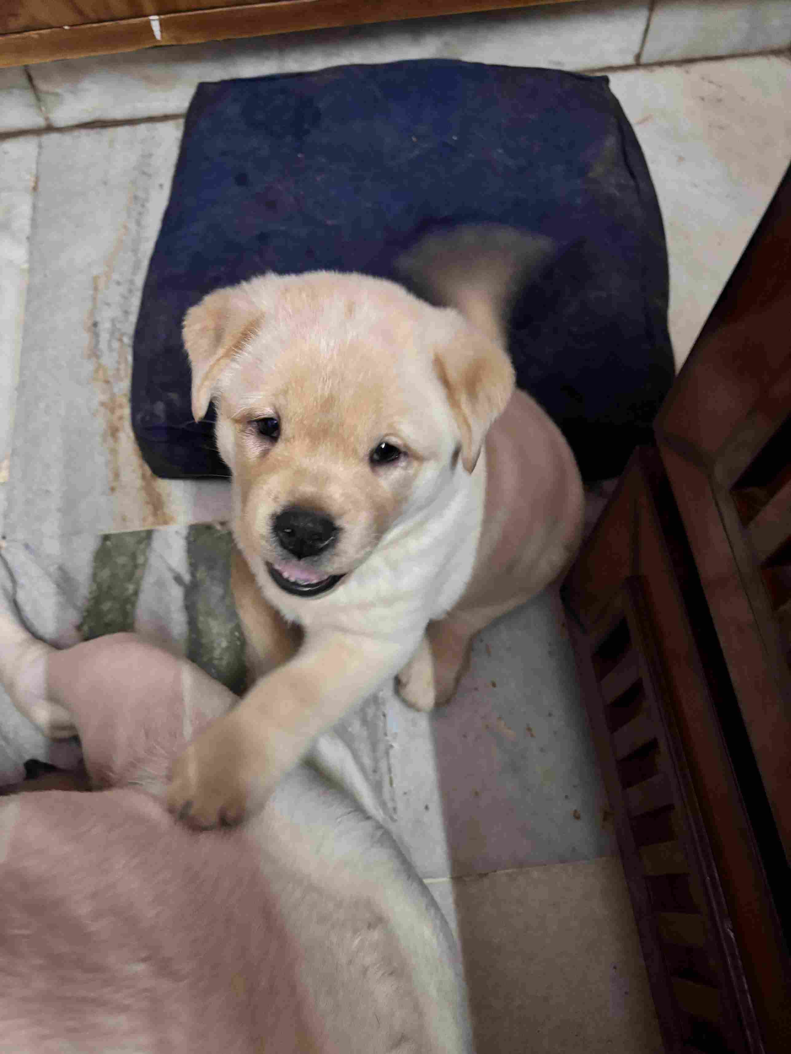 Labrador Retriever For Sale In Panchkula
