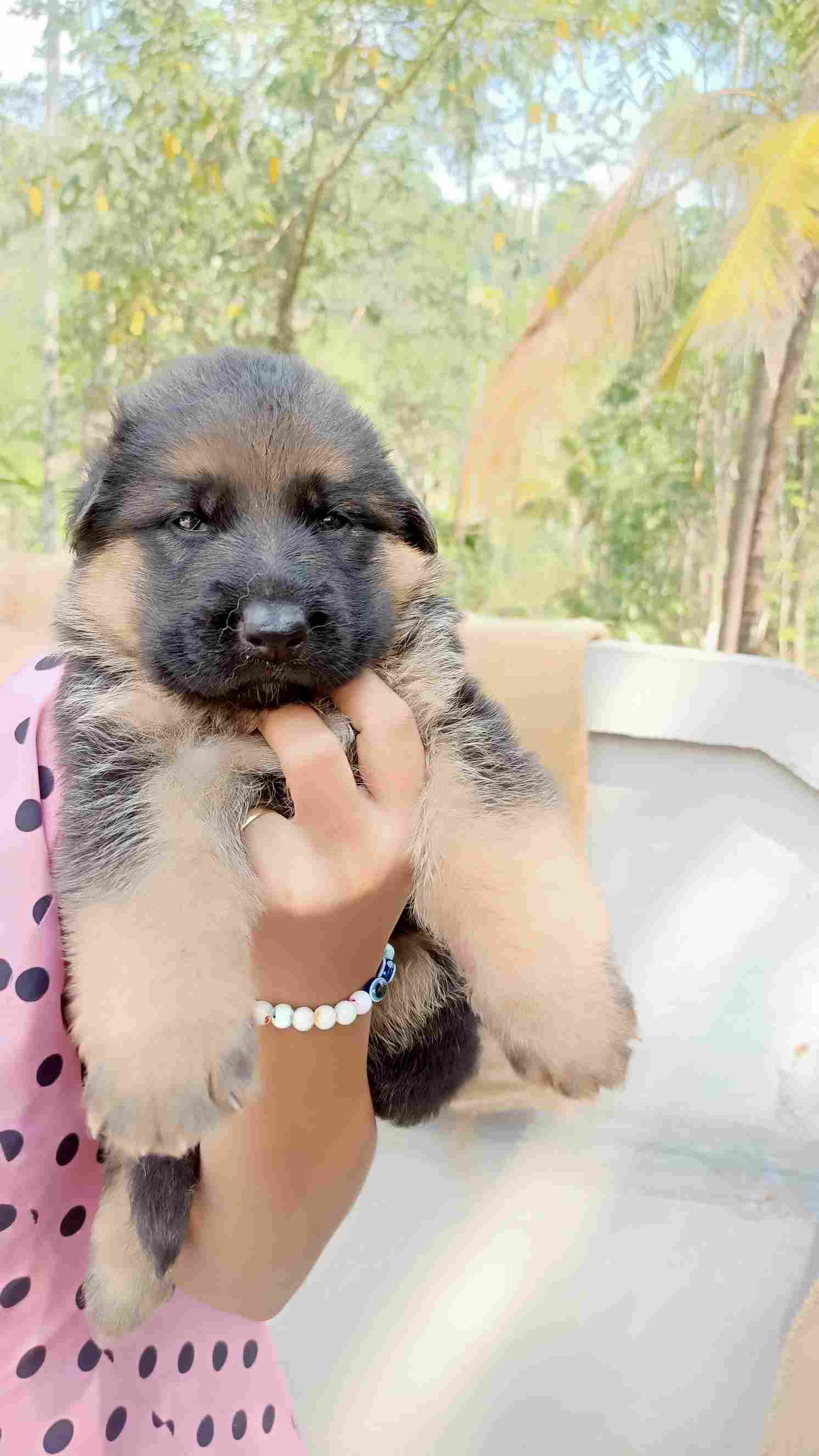 German Shepherd For Sale In Wayanad