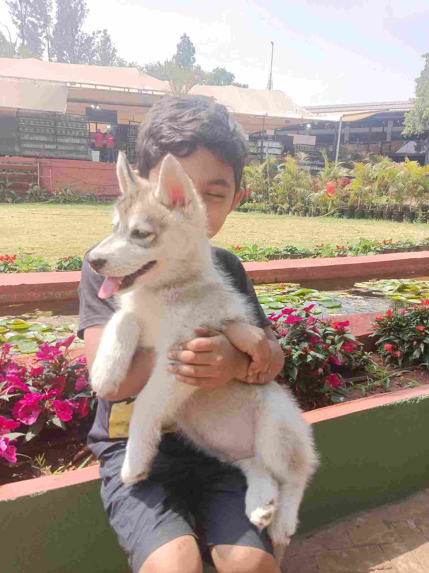 Siberian Husky For Sale In Pune