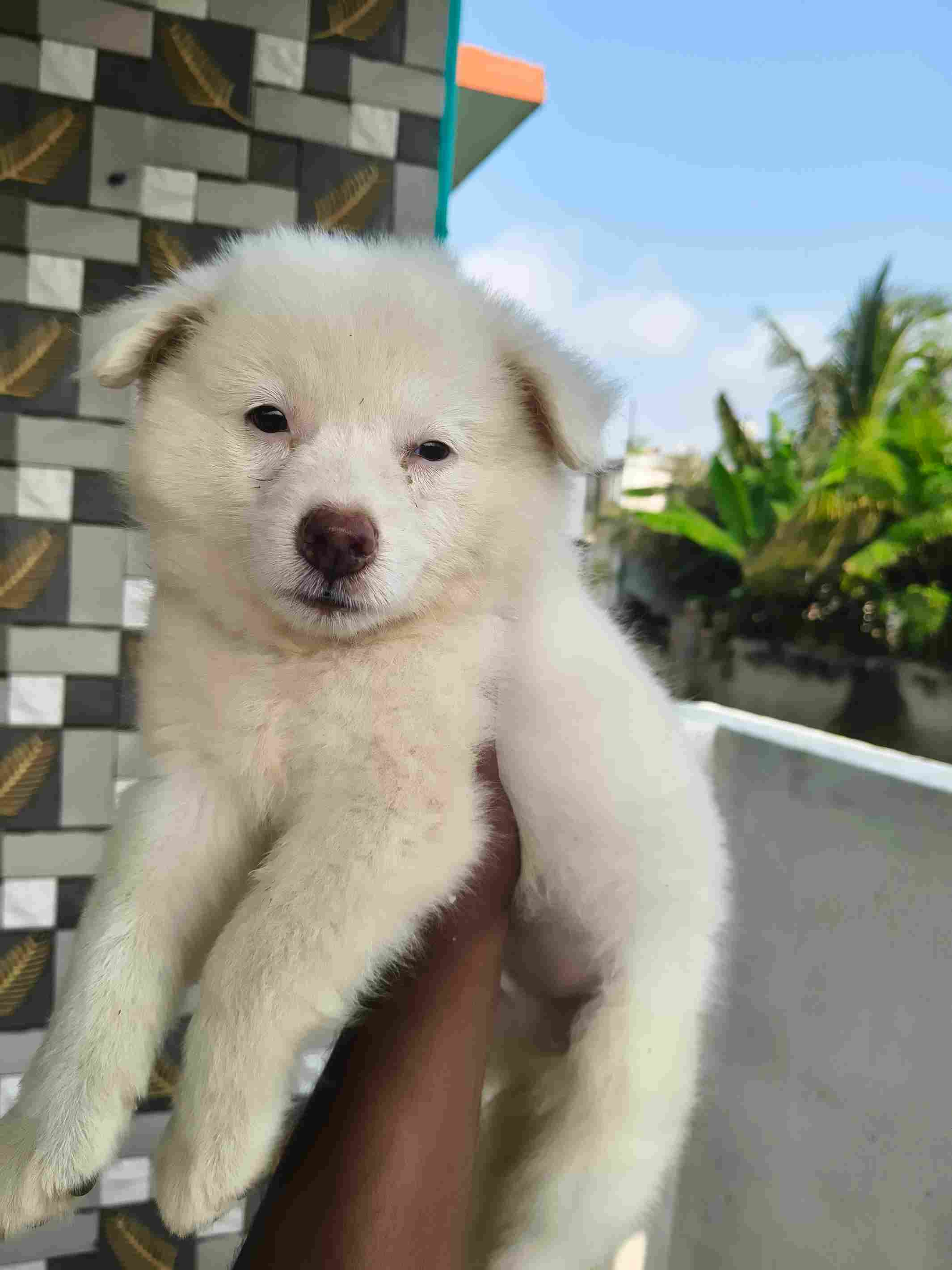 Pomeranian For Sale In Chennai