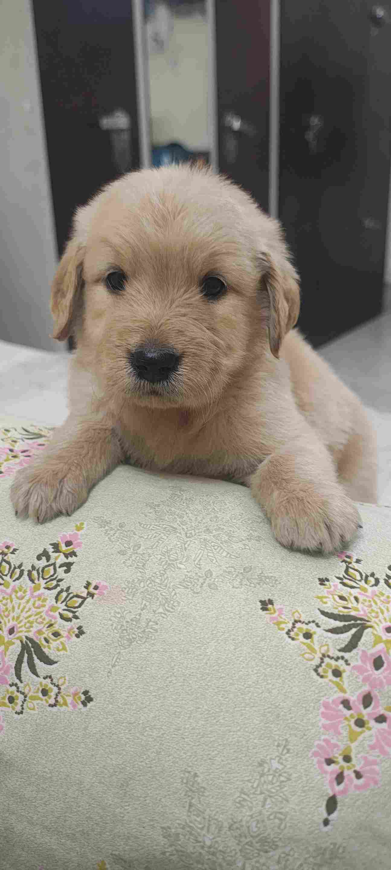 Golden Retriever For Sale In Kanpur