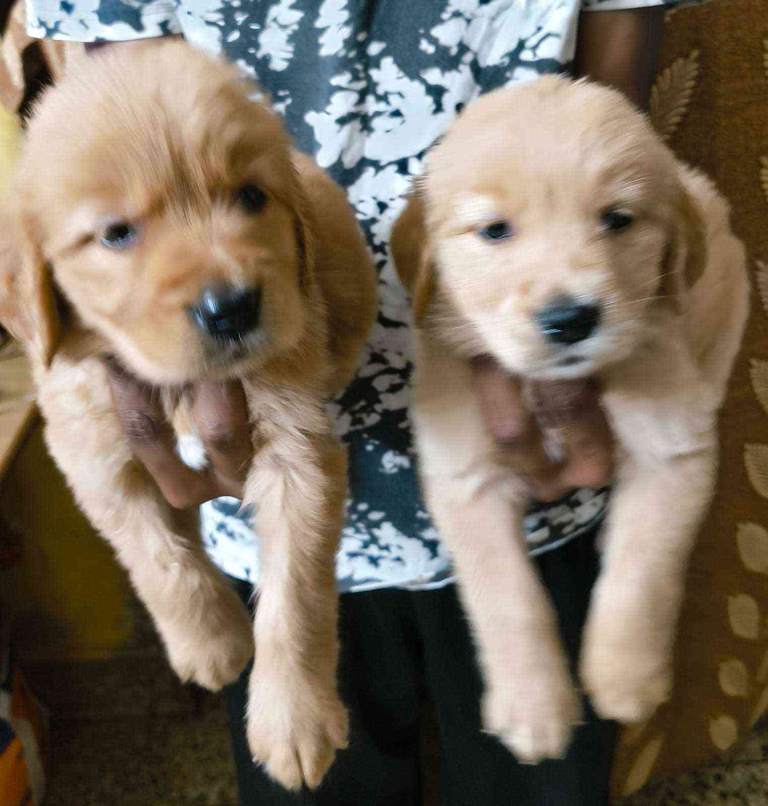 Golden Retriever For Sale In Mumbai