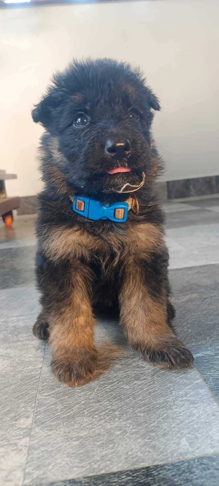 German Shepherd For Sale In Kurnool