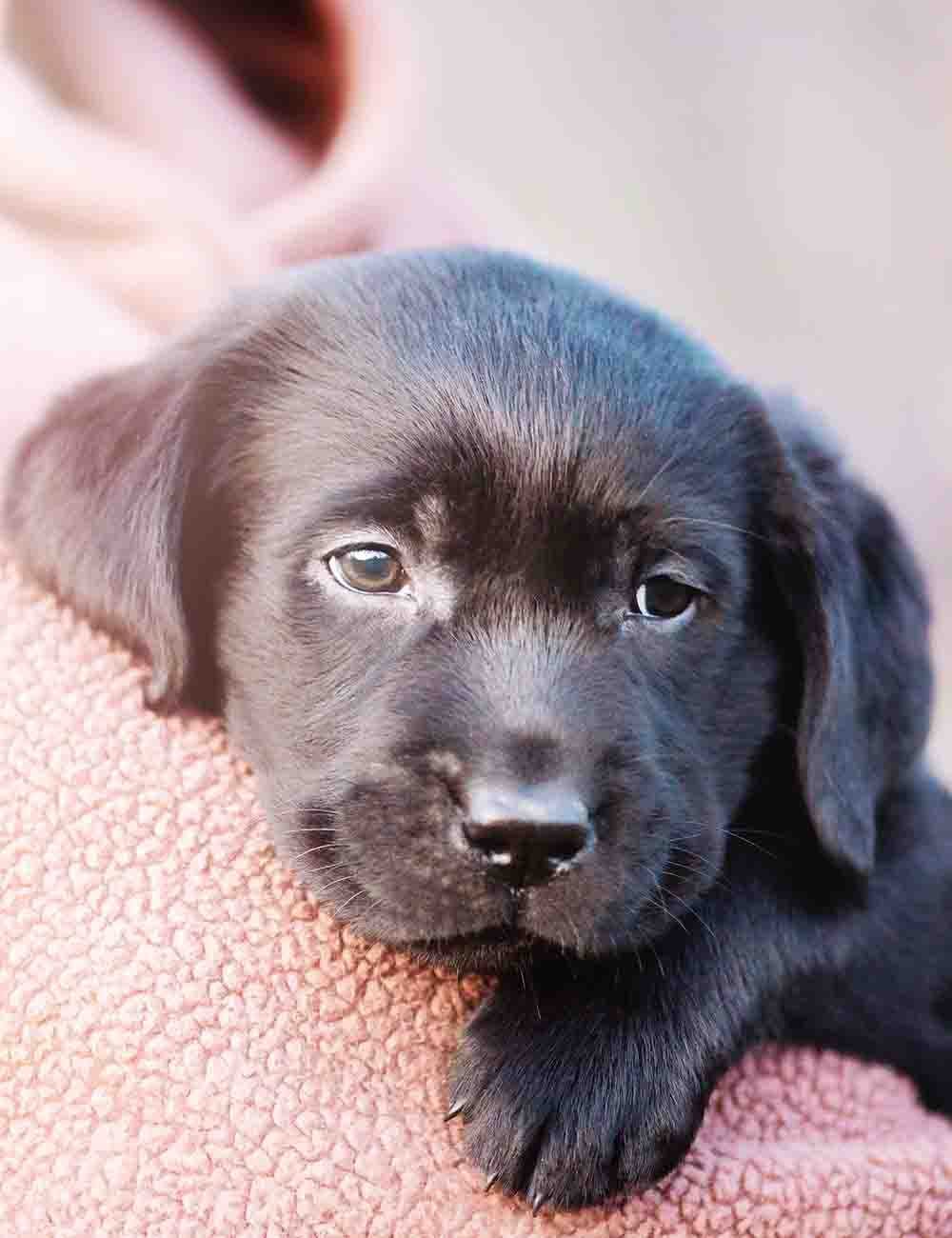 Labrador Retriever For Sale In Virudhunagar