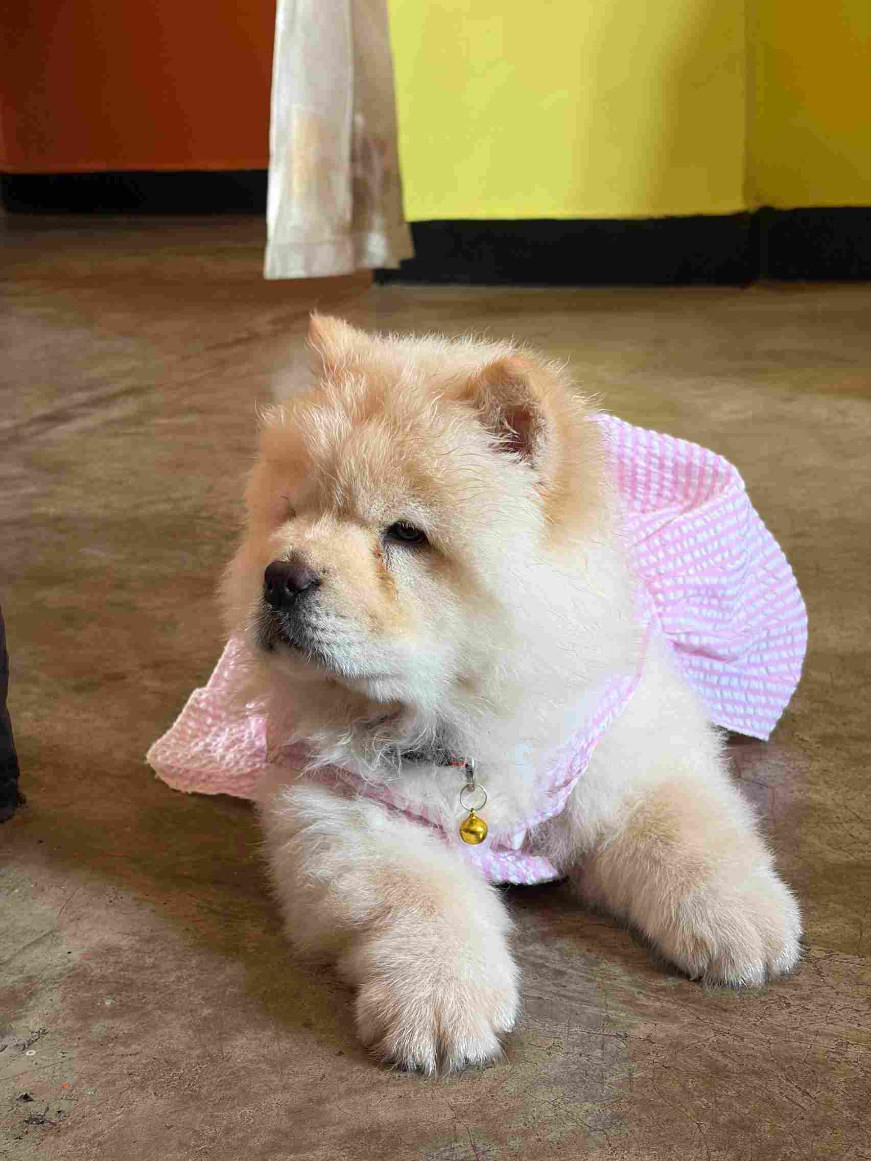 Chow Chow For Sale In Kolkata