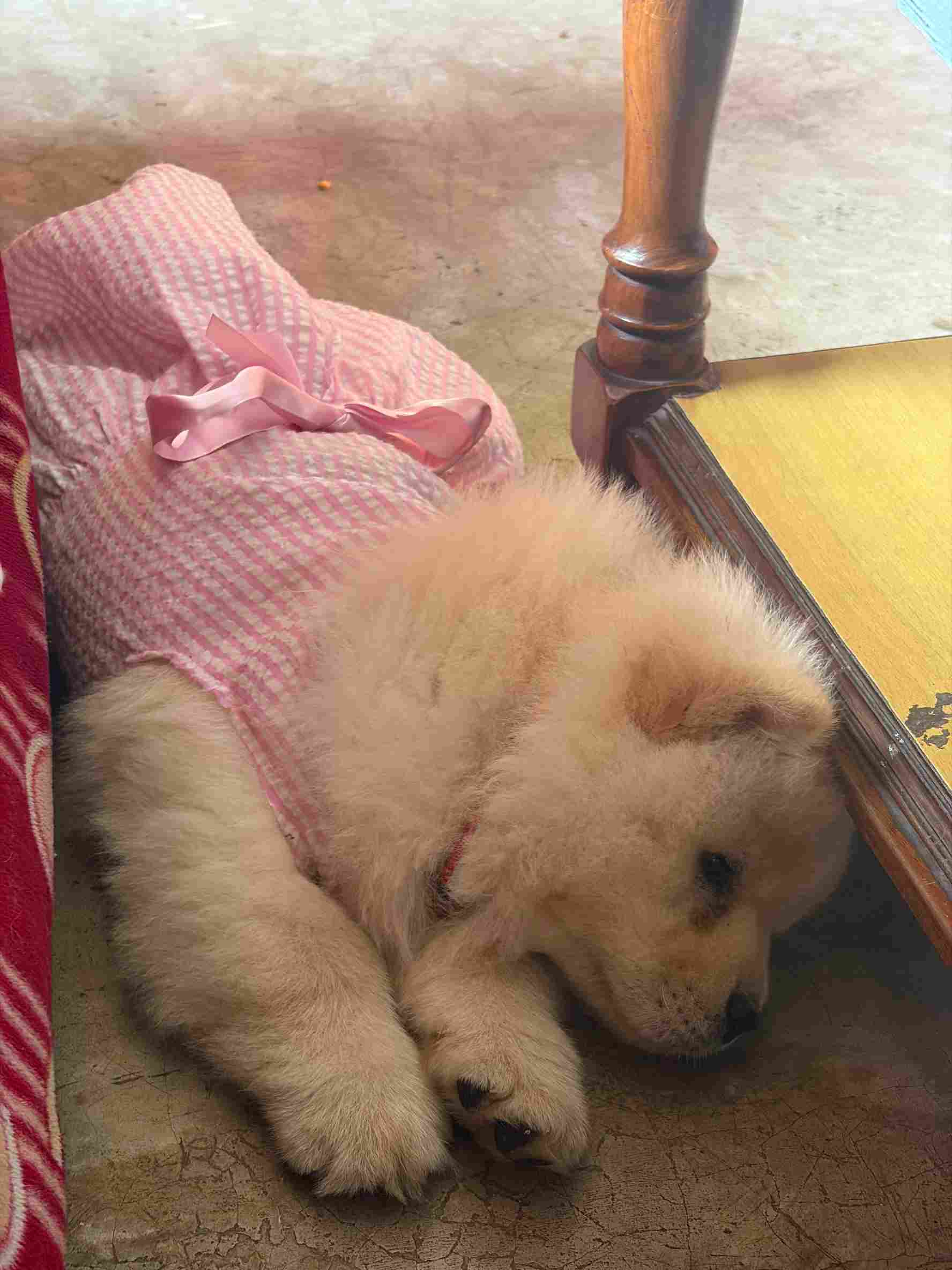 Chow Chow For Sale In Kolkata