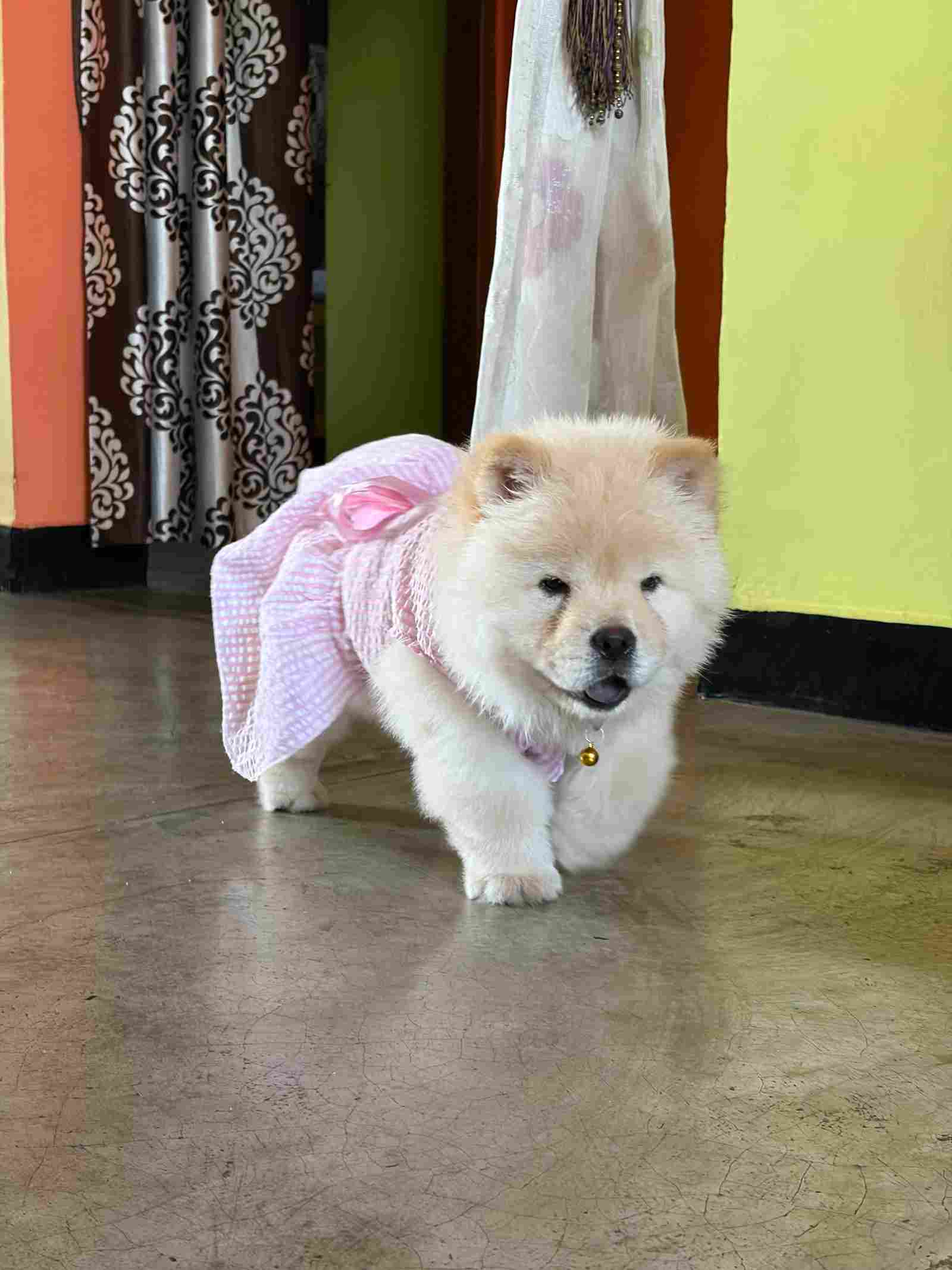 Chow Chow For Sale In Kolkata