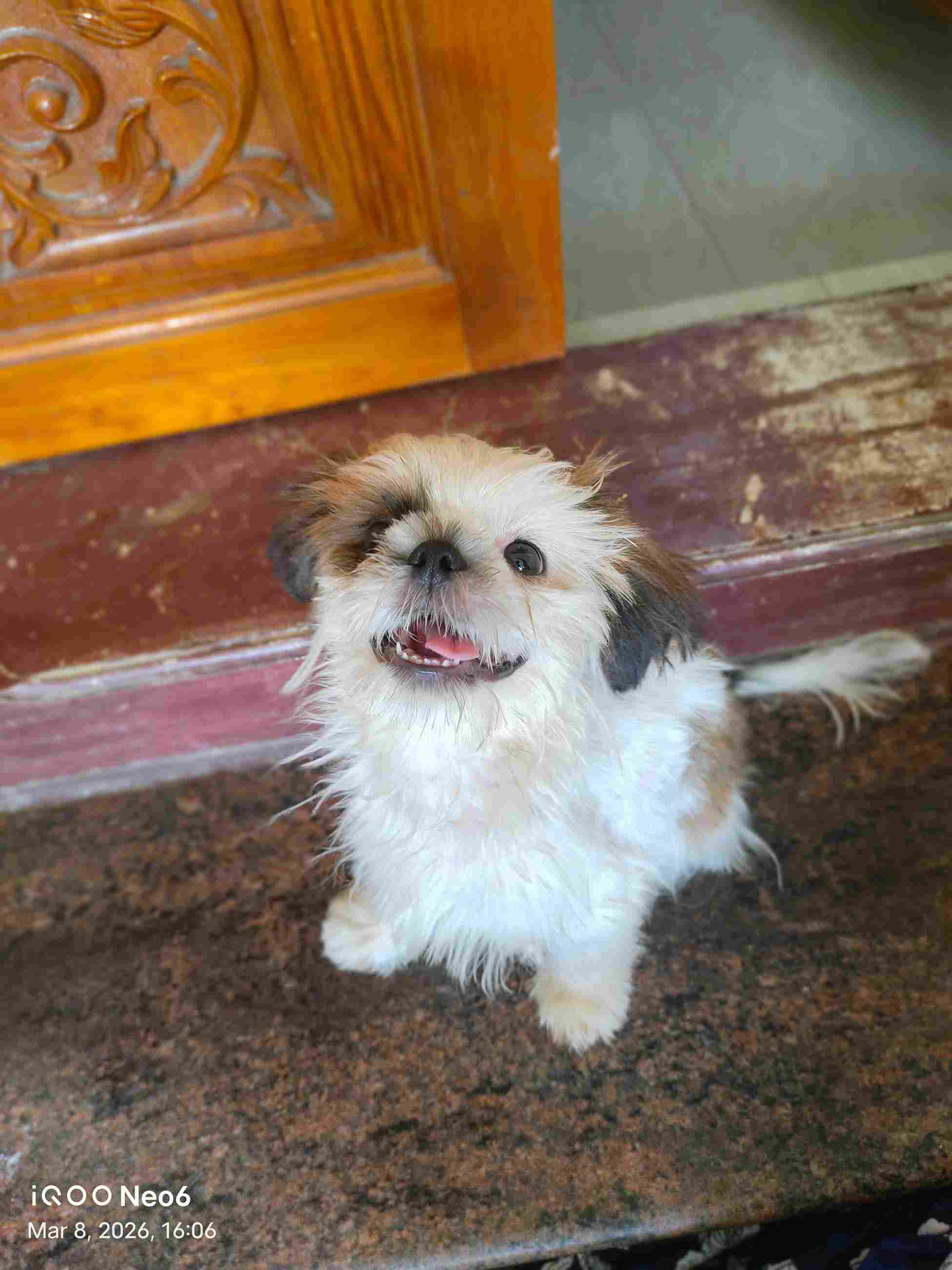 Shih Tzu For Sale In Pondicherry
