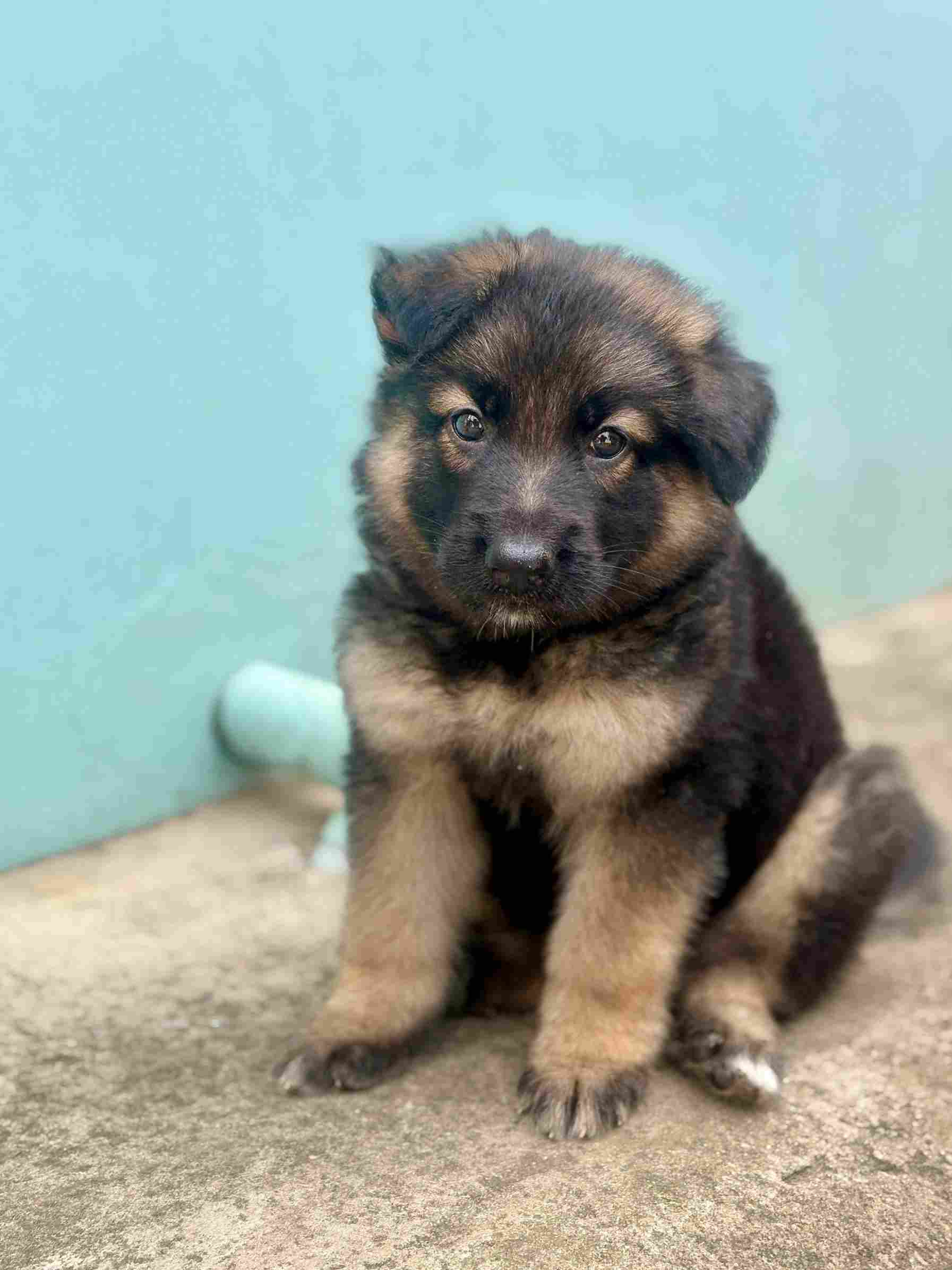 German Shepherd For Sale In Visakhapatnam