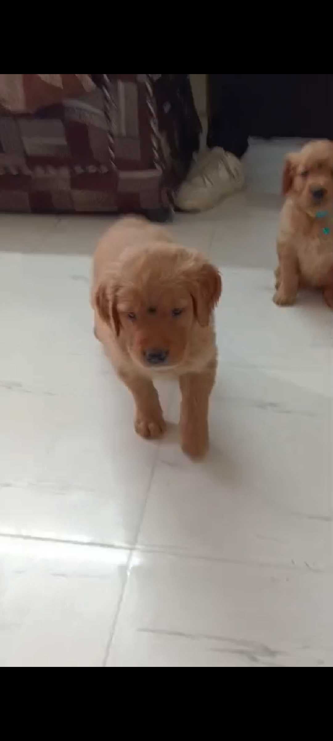 Golden Retriever For Sale In Meerut
